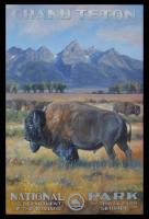 Grand Teton Bison #2/75 by Jennifer Johnson-Prints